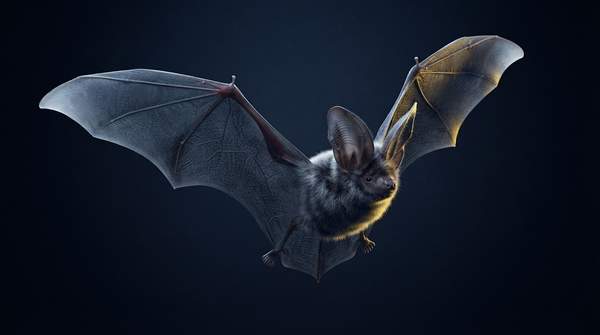 Editorial illustration for Myotis bat genomes reveal intertwined genetic roots of longevity, viral defense and cancer resistance